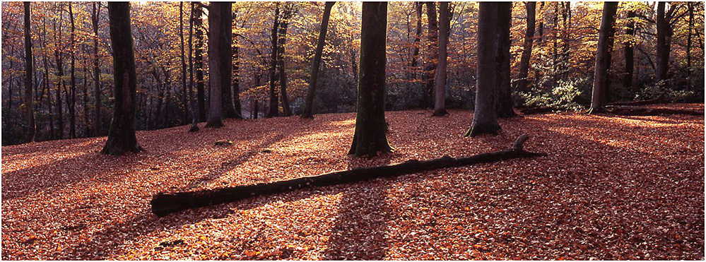 Autumn Forest Light, Bramshaw Wood